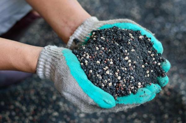 abono y fertilizacion de la citronela