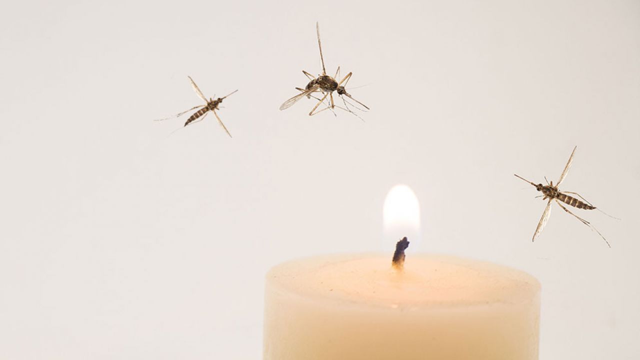 vela repelente antimosquitos de citronela